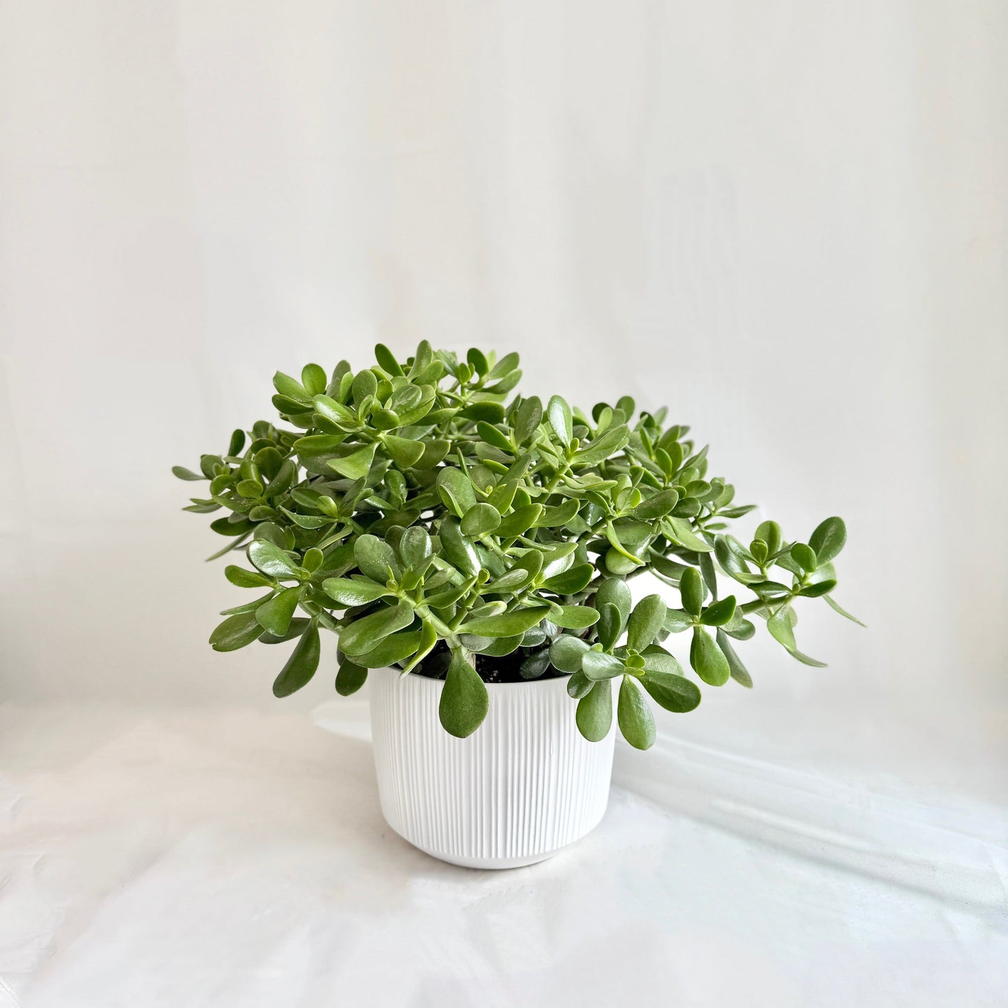 Jade Plant in 9.5" Pot