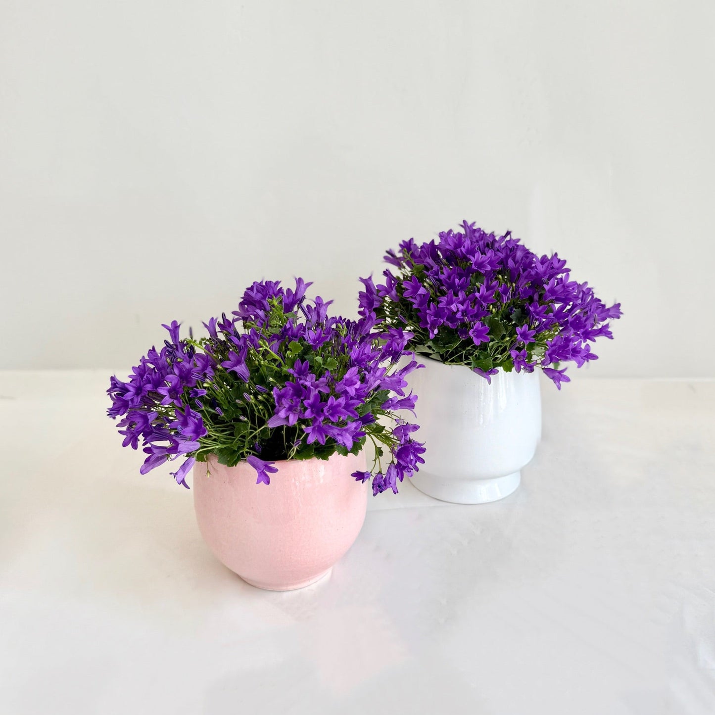 Campanula Plant in Ceramic Pot