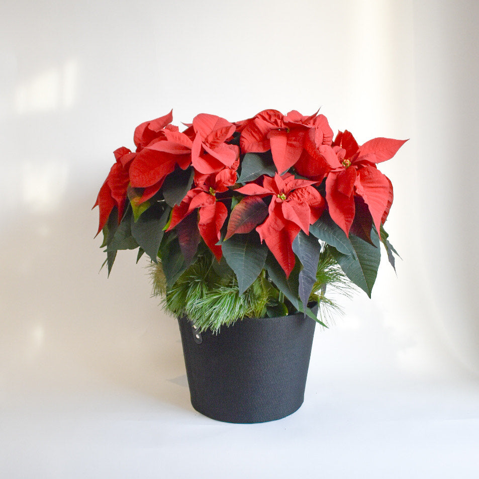 10" Red Poinsettia