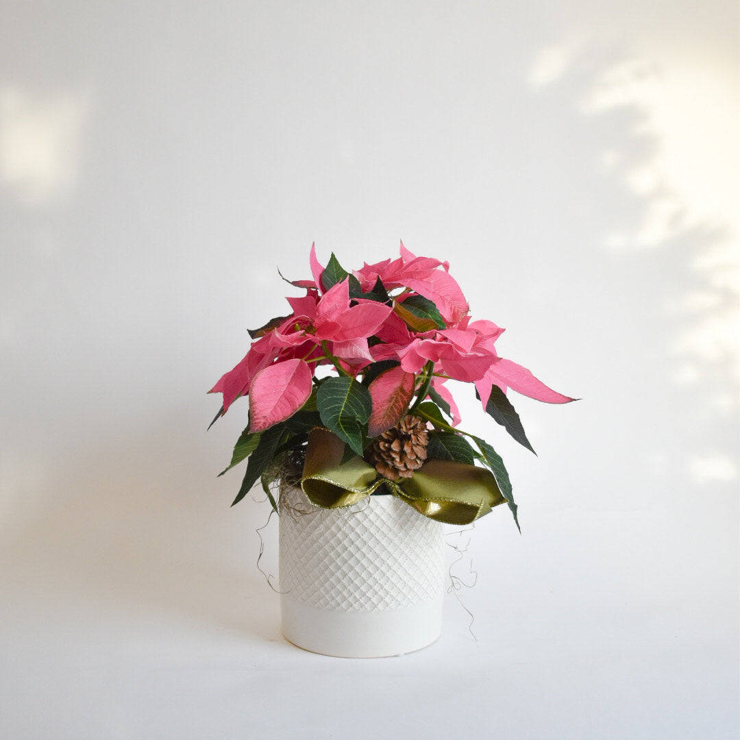 6" Princettia Planter