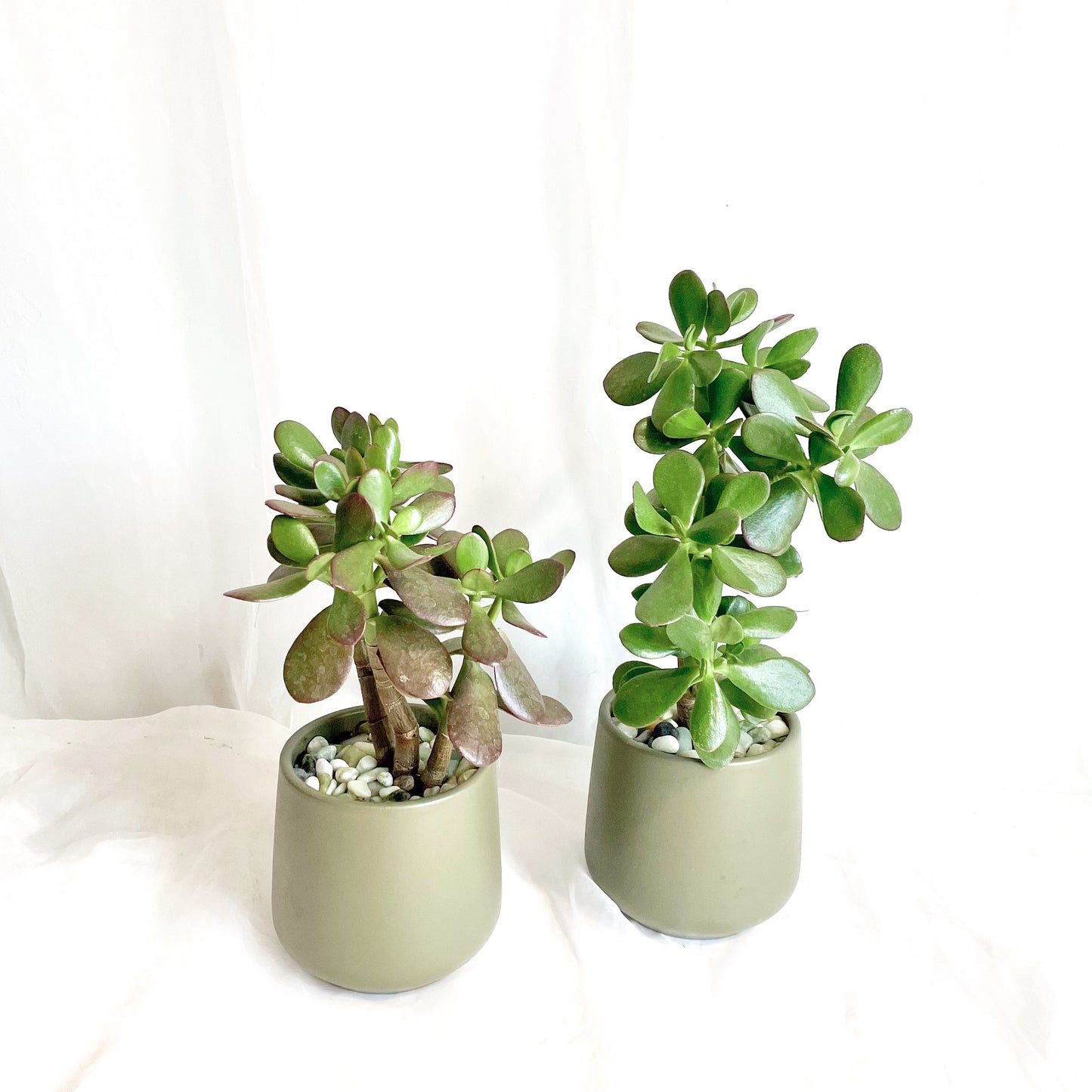 6" Jade Plant in Matte Olive Green Pot