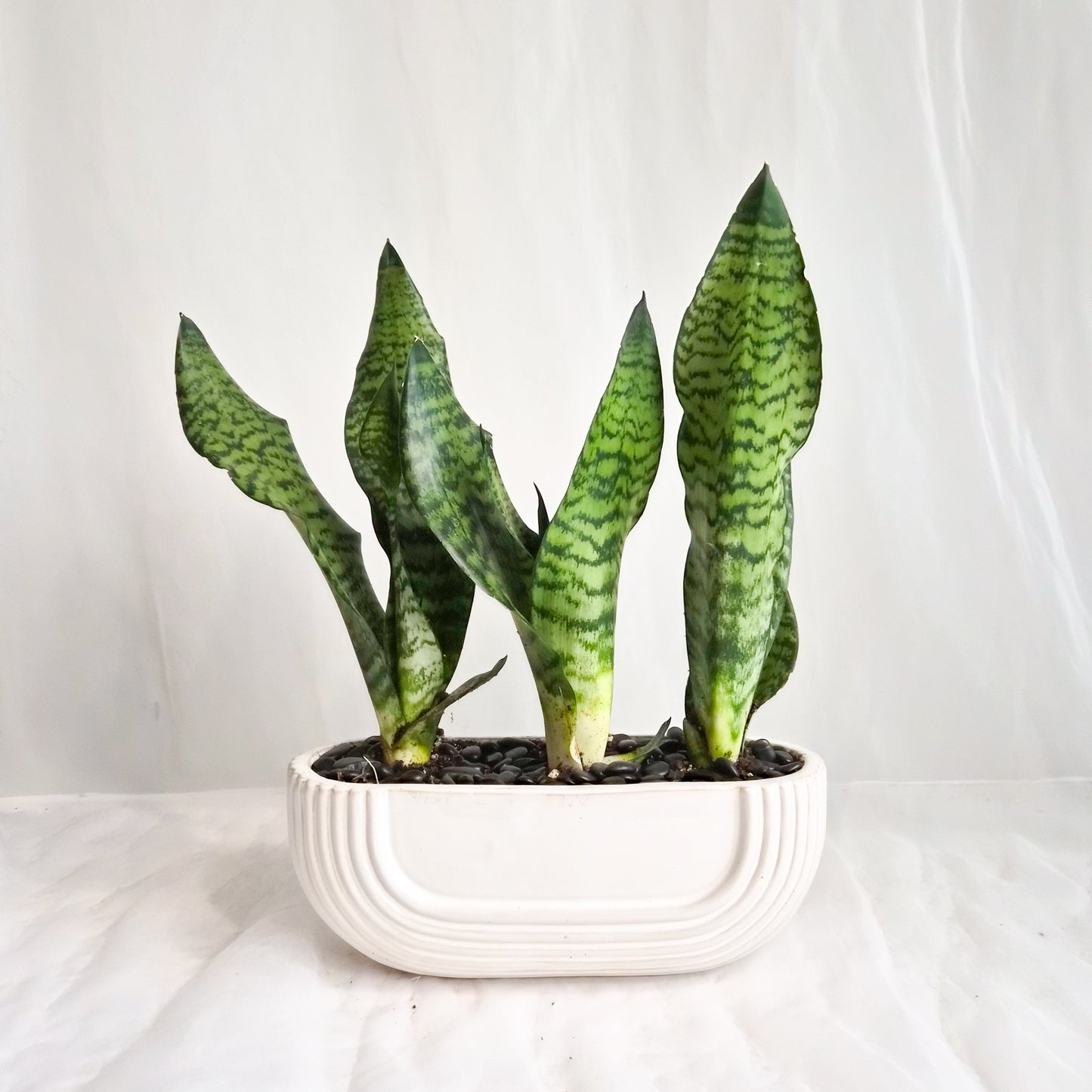 Sansevieria in Long Ceramic Planter