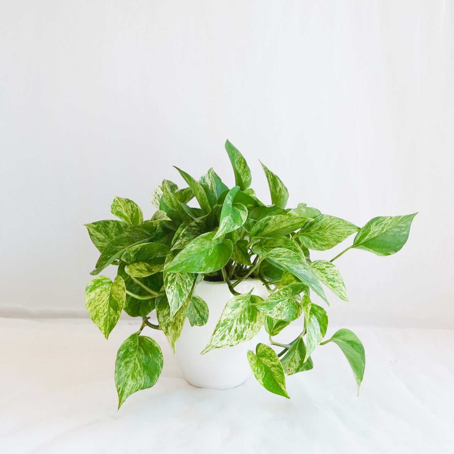 Marble Queen Pothos in White Pot