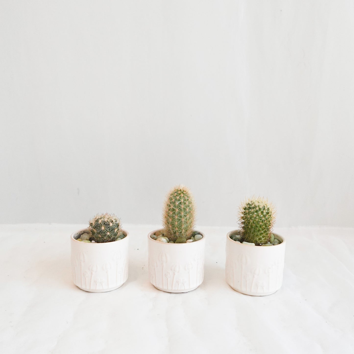 Mini Cacti