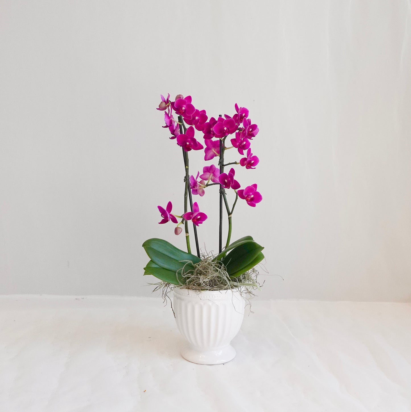 Mini Orchid - Fuchsia
