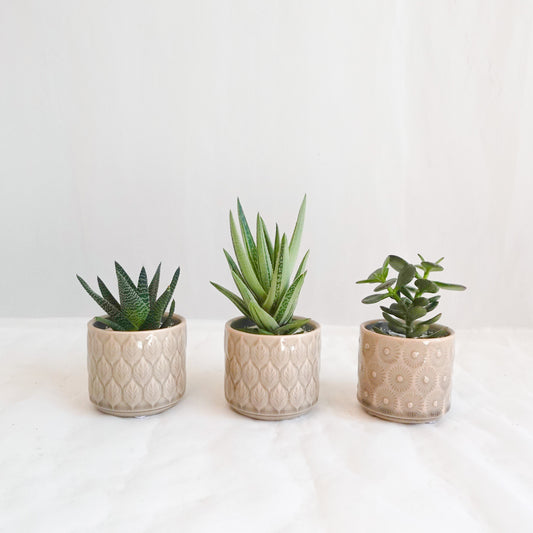 Mini Assorted Succulent in Embossed Taupe Pot