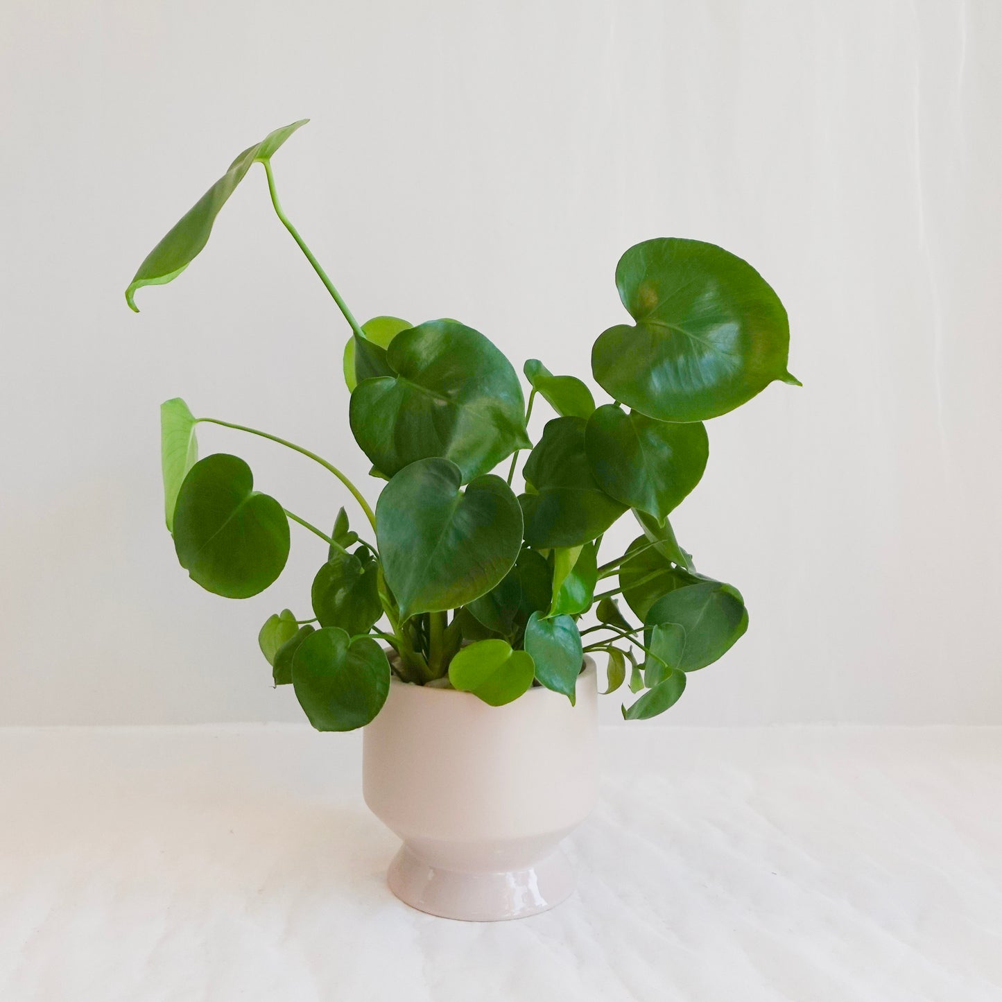 Monstera Deliciosa in Taupe Footed Pot