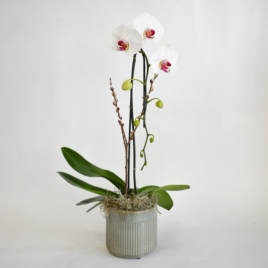White Single Stem Orchid