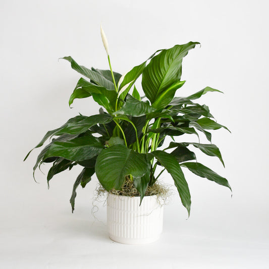 Peace Lily in Ceramic Pot