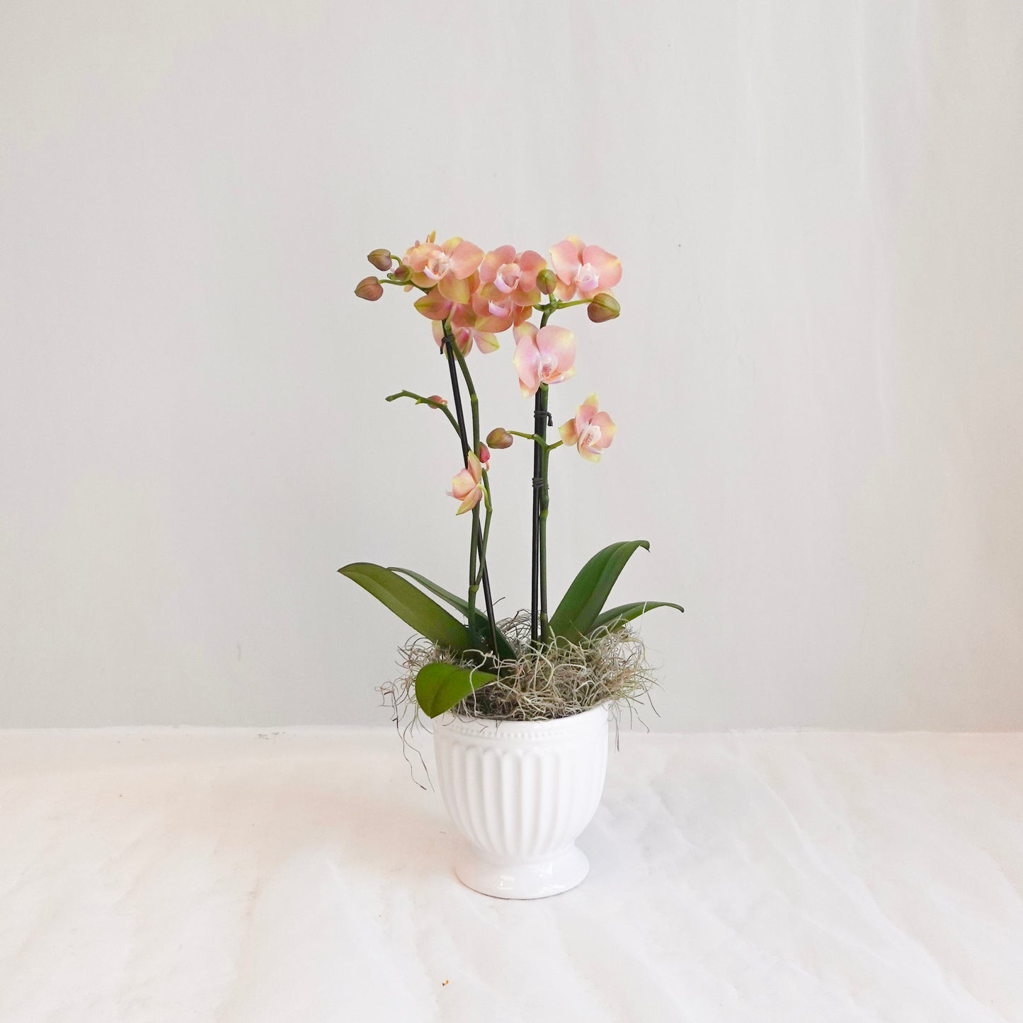 Mini Orchid - Peach Lemonade