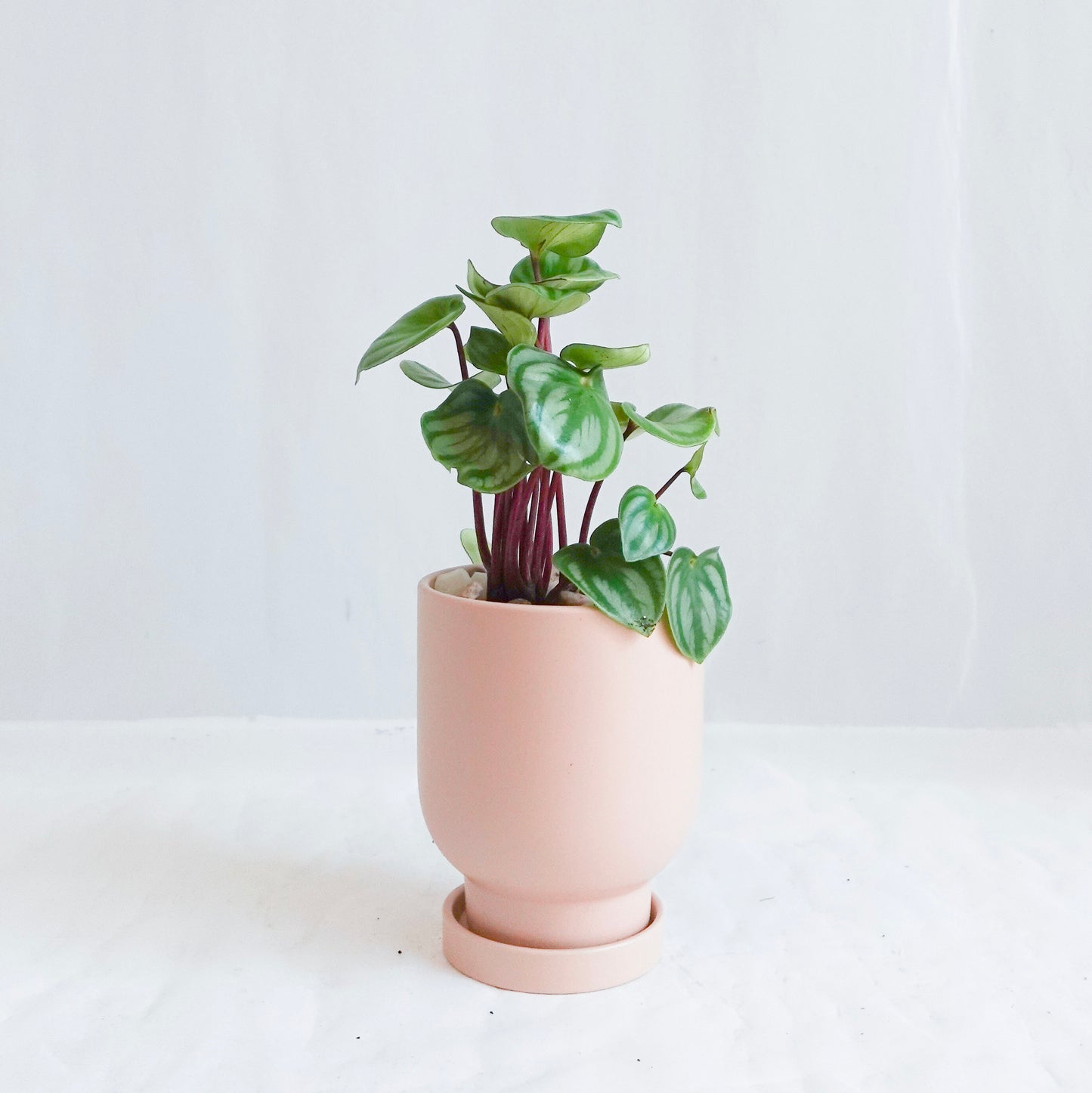 Tropical Planter in Pink Pot