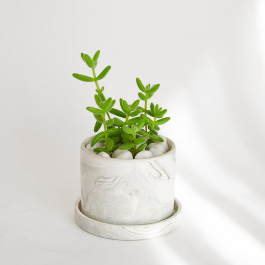 4" Pickle Plant in Marble Effect Pot with Tray