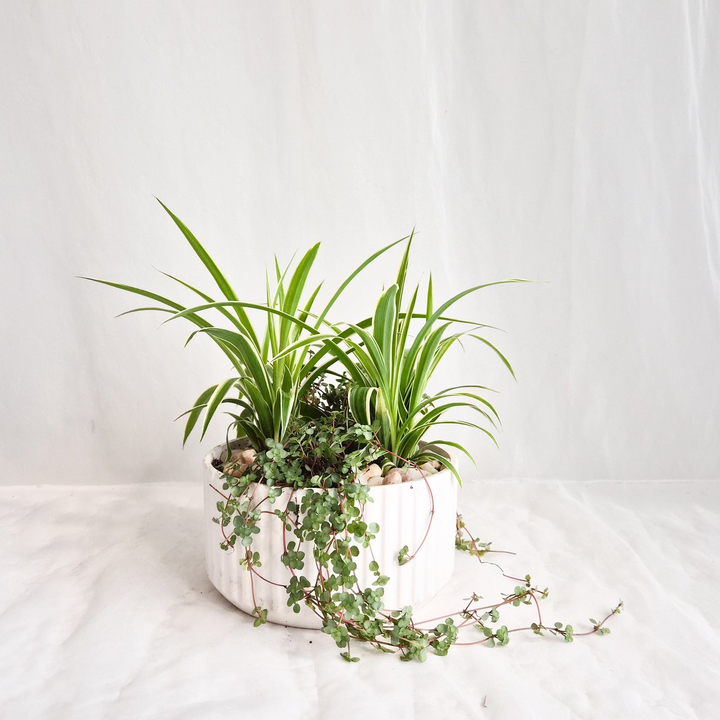 Pilea Aquamarine + Spider Plant Planter