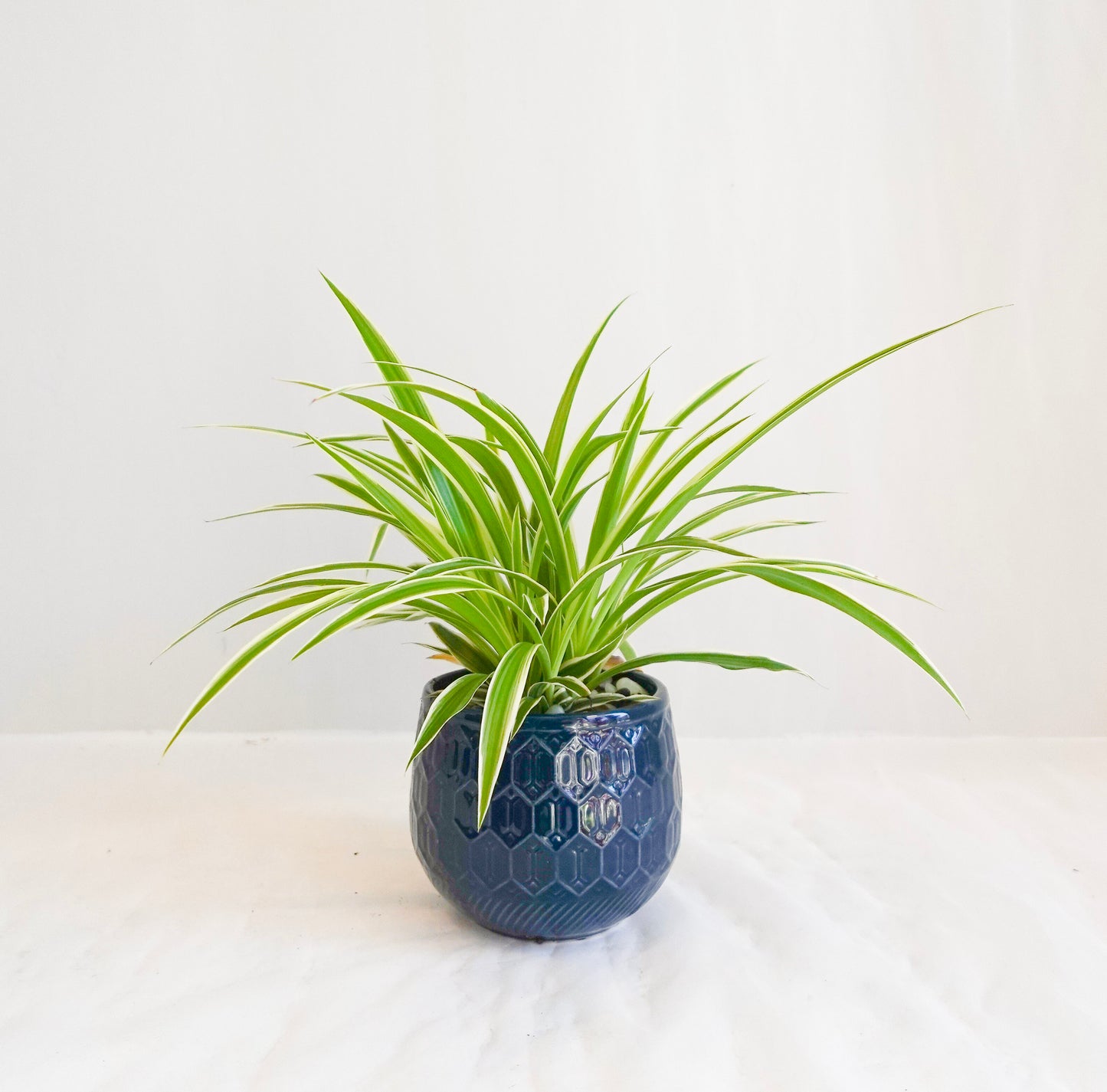 Spider Plant in Indigo Blue Pot