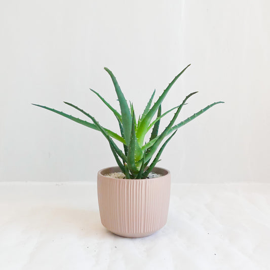 Succulent in Taupe Ribbed Pot