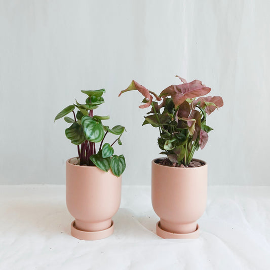 Assorted Tropicals in a Pink Pot