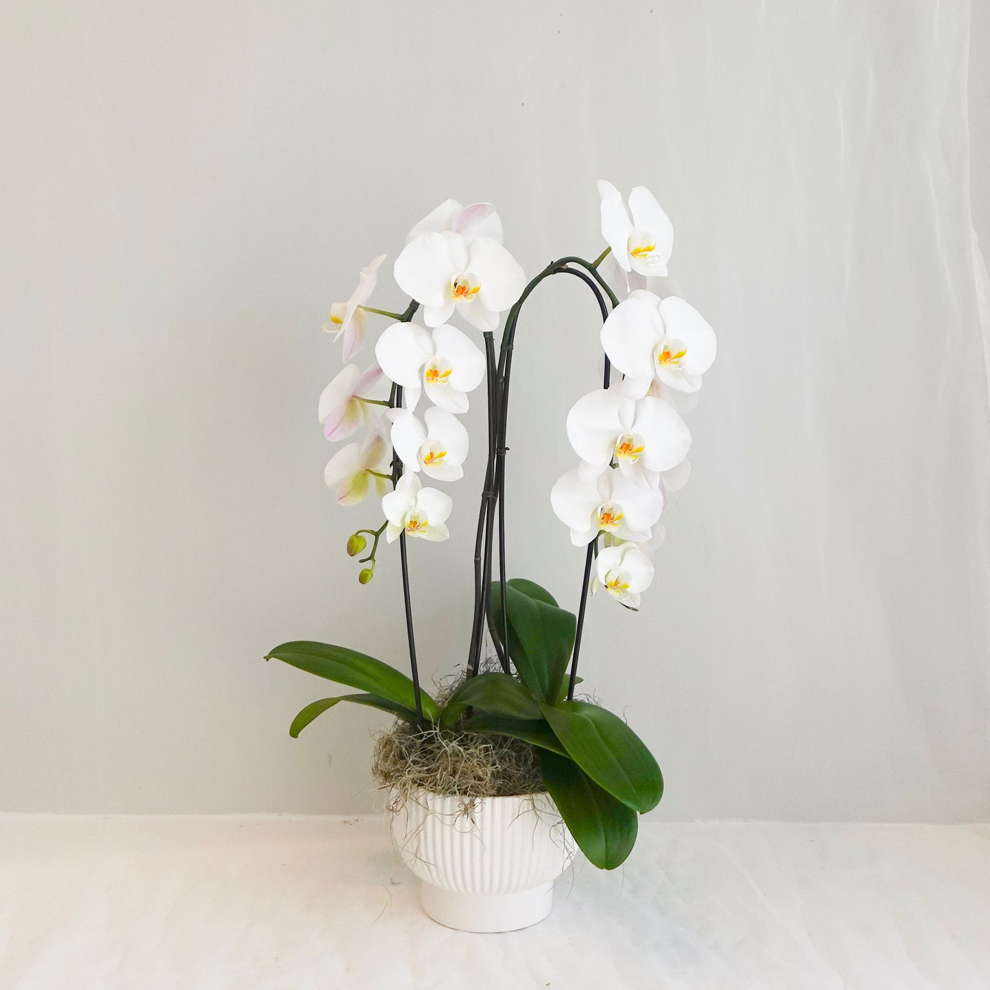 White Double Plant Orchid