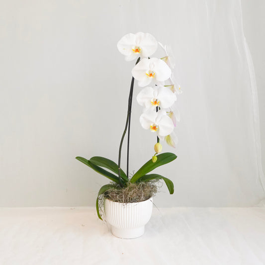 White Single Stem Orchid