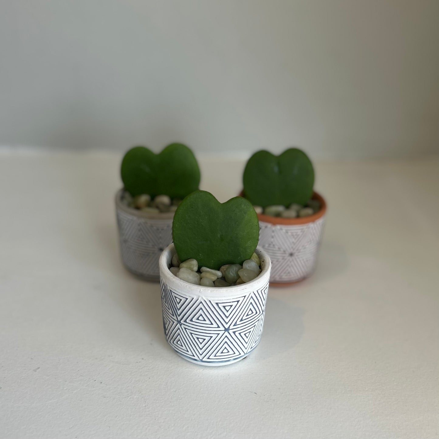 Triangle Pot Hoya