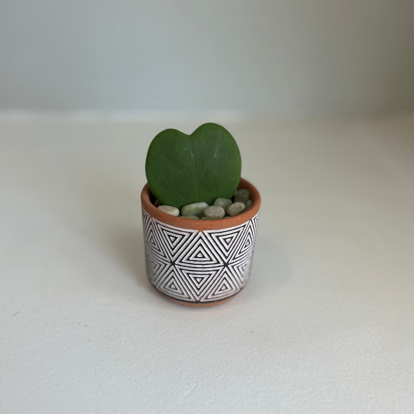 Triangle Pot Hoya