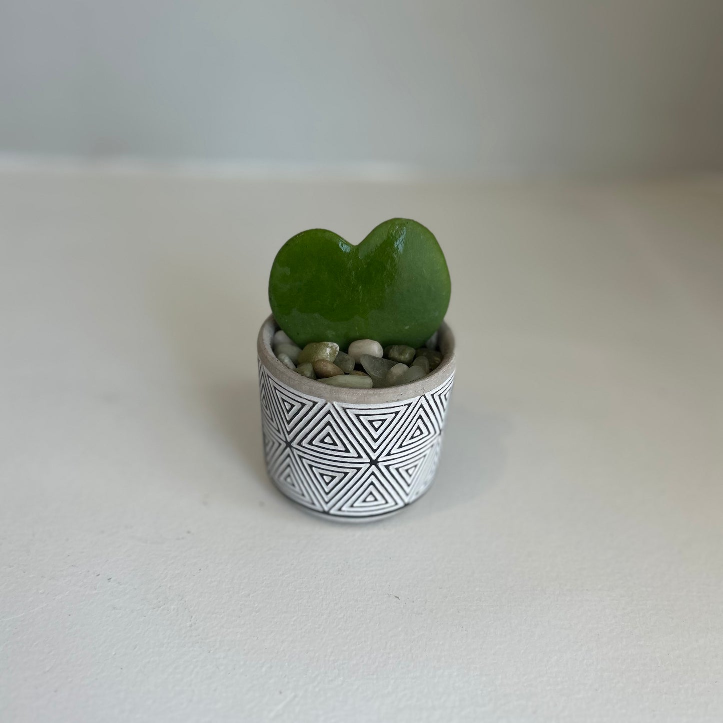 Triangle Pot Hoya