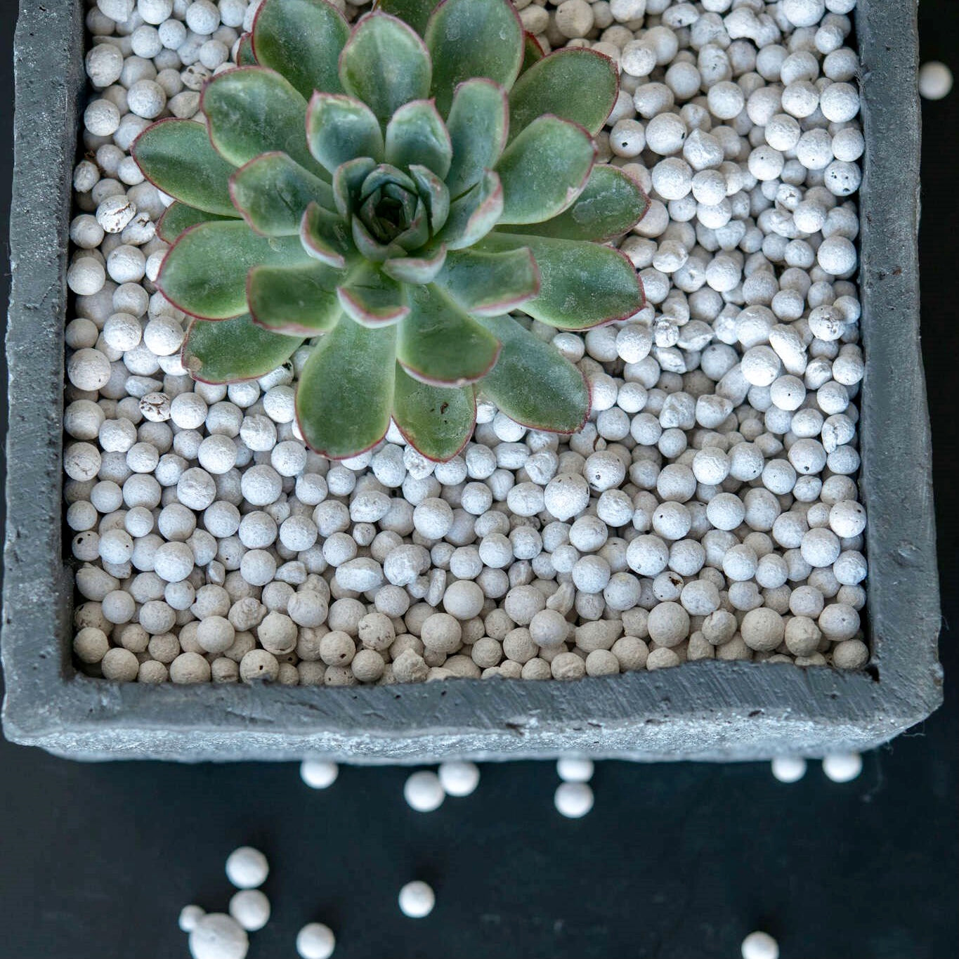 LECA Clay Pebbles