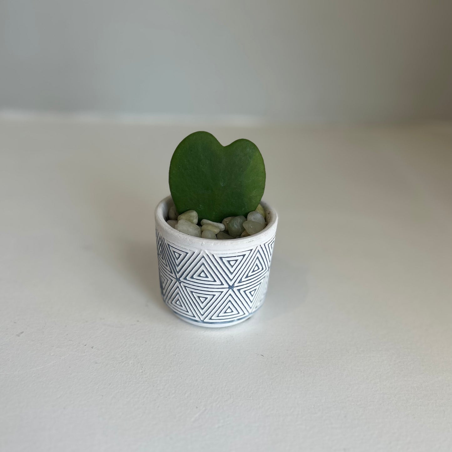 Triangle Pot Hoya