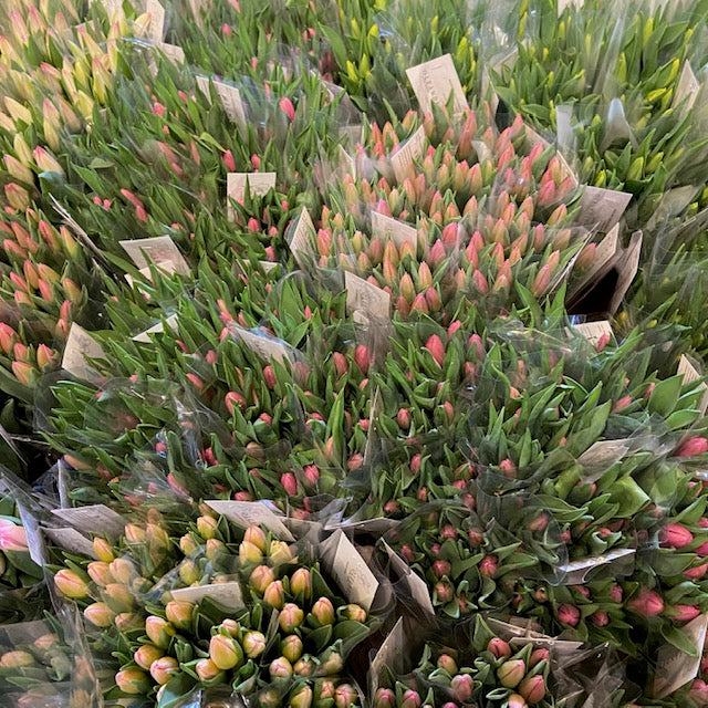 Tulip Bunches