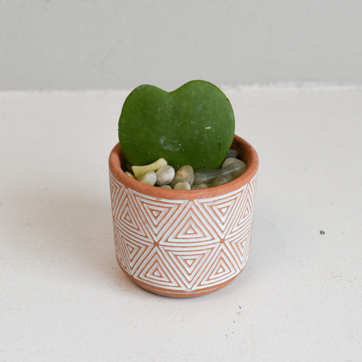 Triangle Pot Hoya