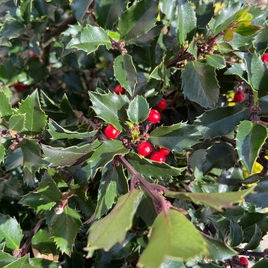 December’s Flowers: The Holly and the Ivy Narcissus!
