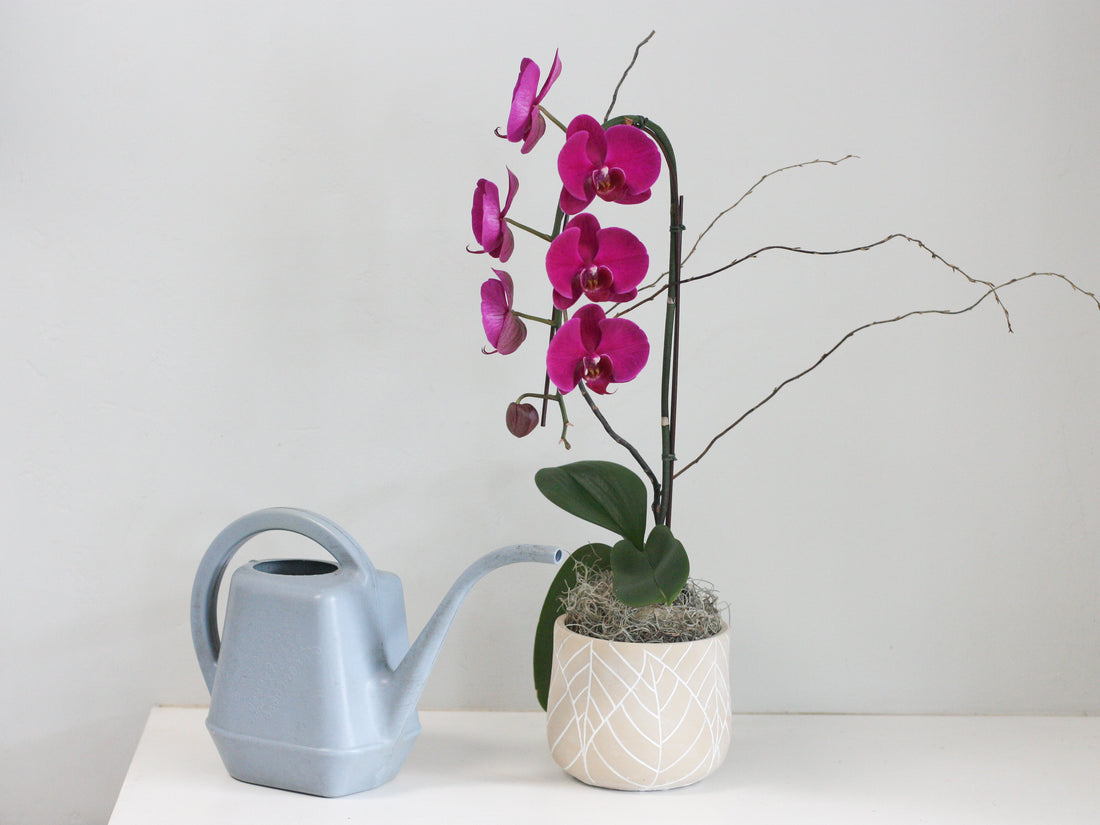 How to Care for Your Orchid