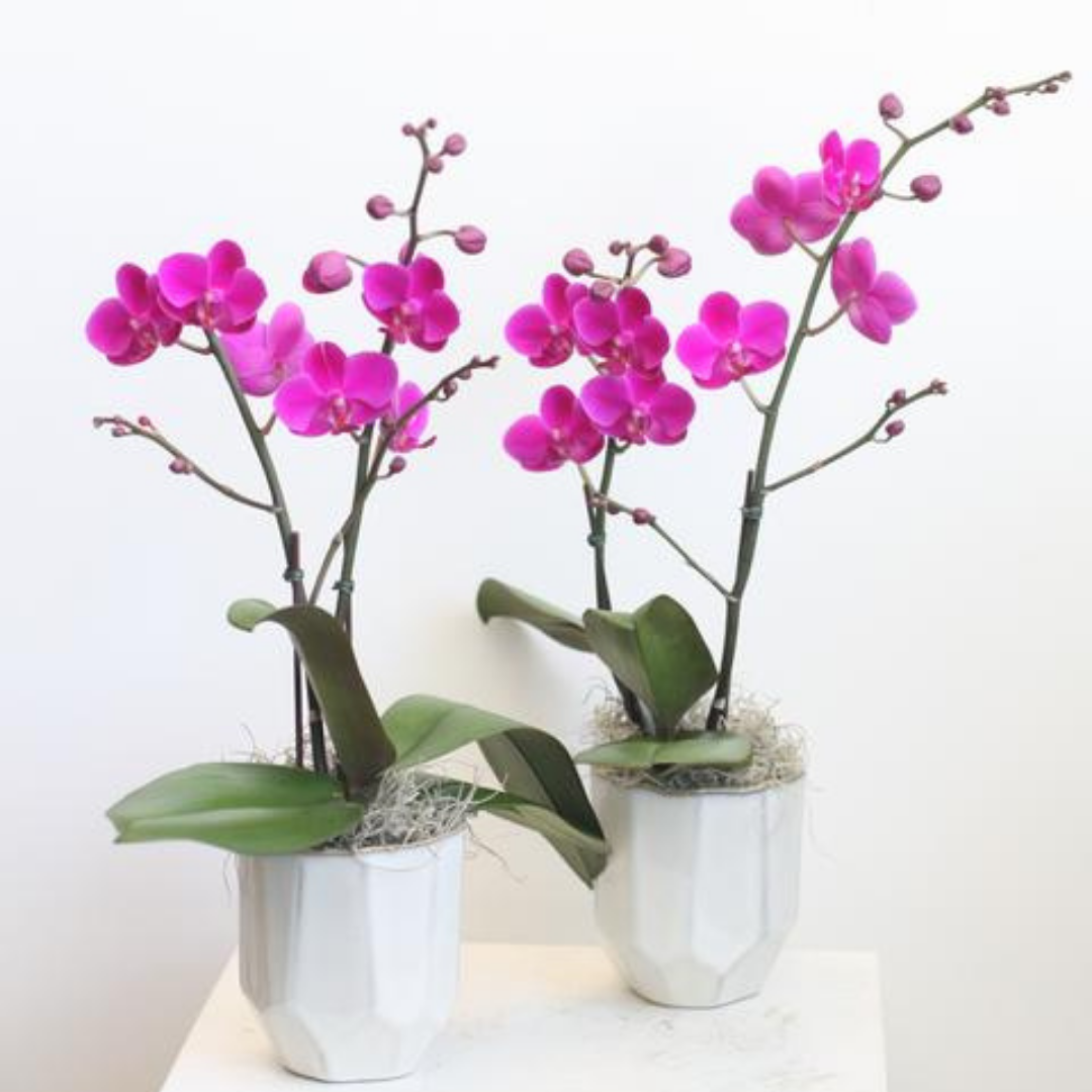 Crazy Flower Times - Part 2, Orchidelirium