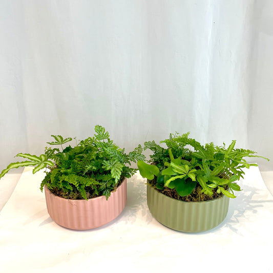 A Breath of Fresh Air: Bringing Greenery Indoors This January