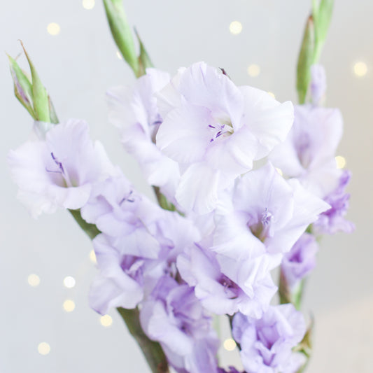 Gladiolus - The Birth Flower for August