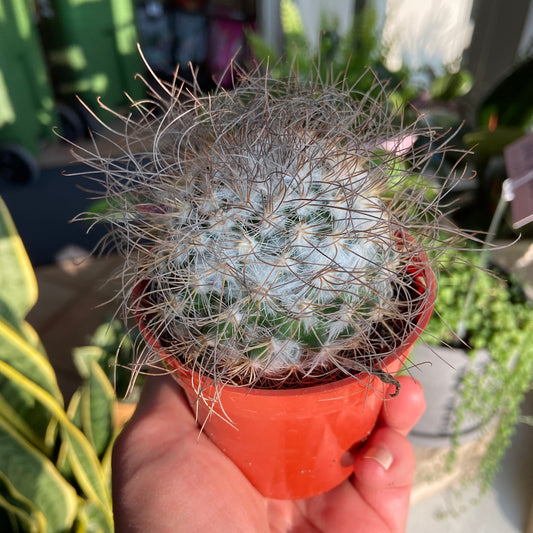 Caring For Cacti
