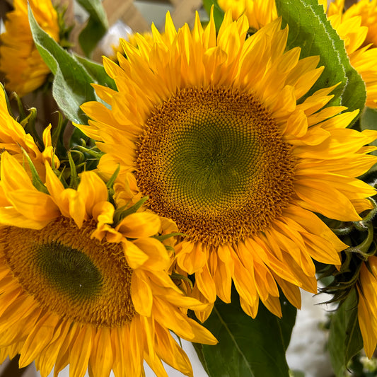 Summer into Fall - Why This Time of Year is the Best For Flowers