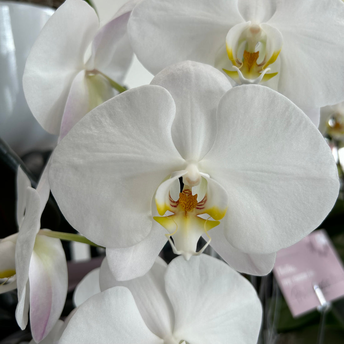 The Ultimate in Beauty and Sophistication: Exploring the Diversity of Orchids