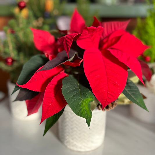 Poinsettias: A Blooming Christmas Tradition