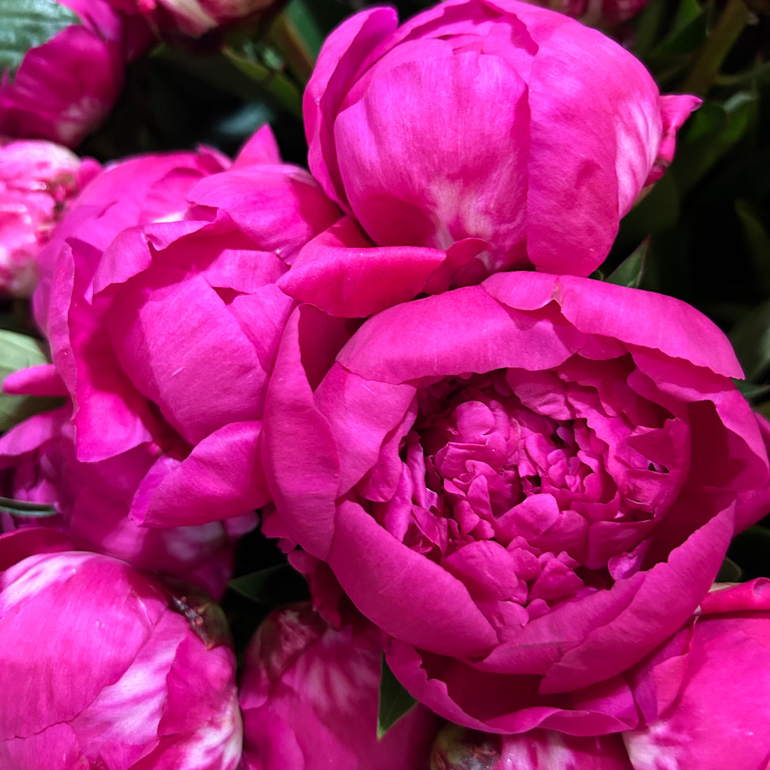 The Prettiest Peonies You Ever Did See