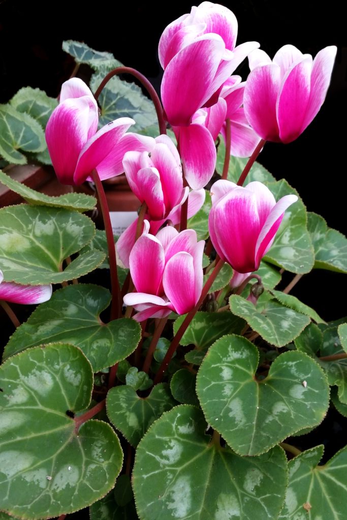 The Cyclamen - Not Just a Pretty Face!
