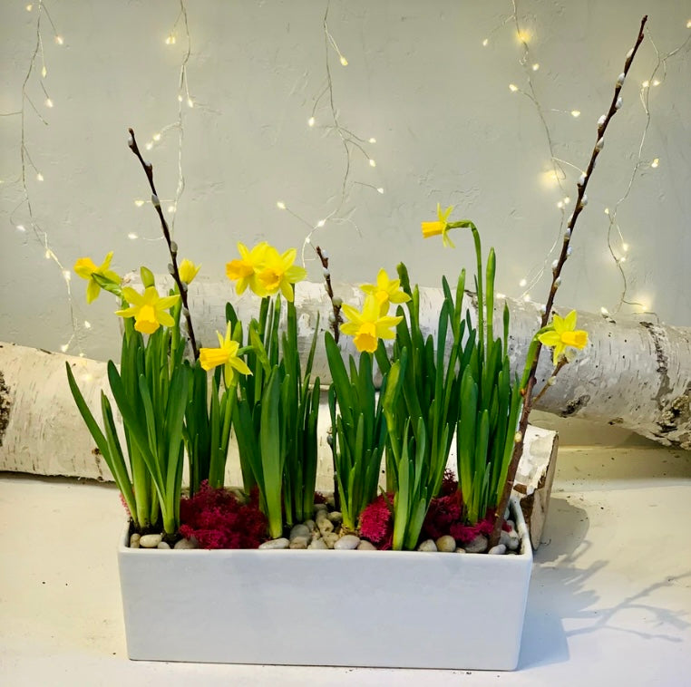March Birth Flower - The Daffodil