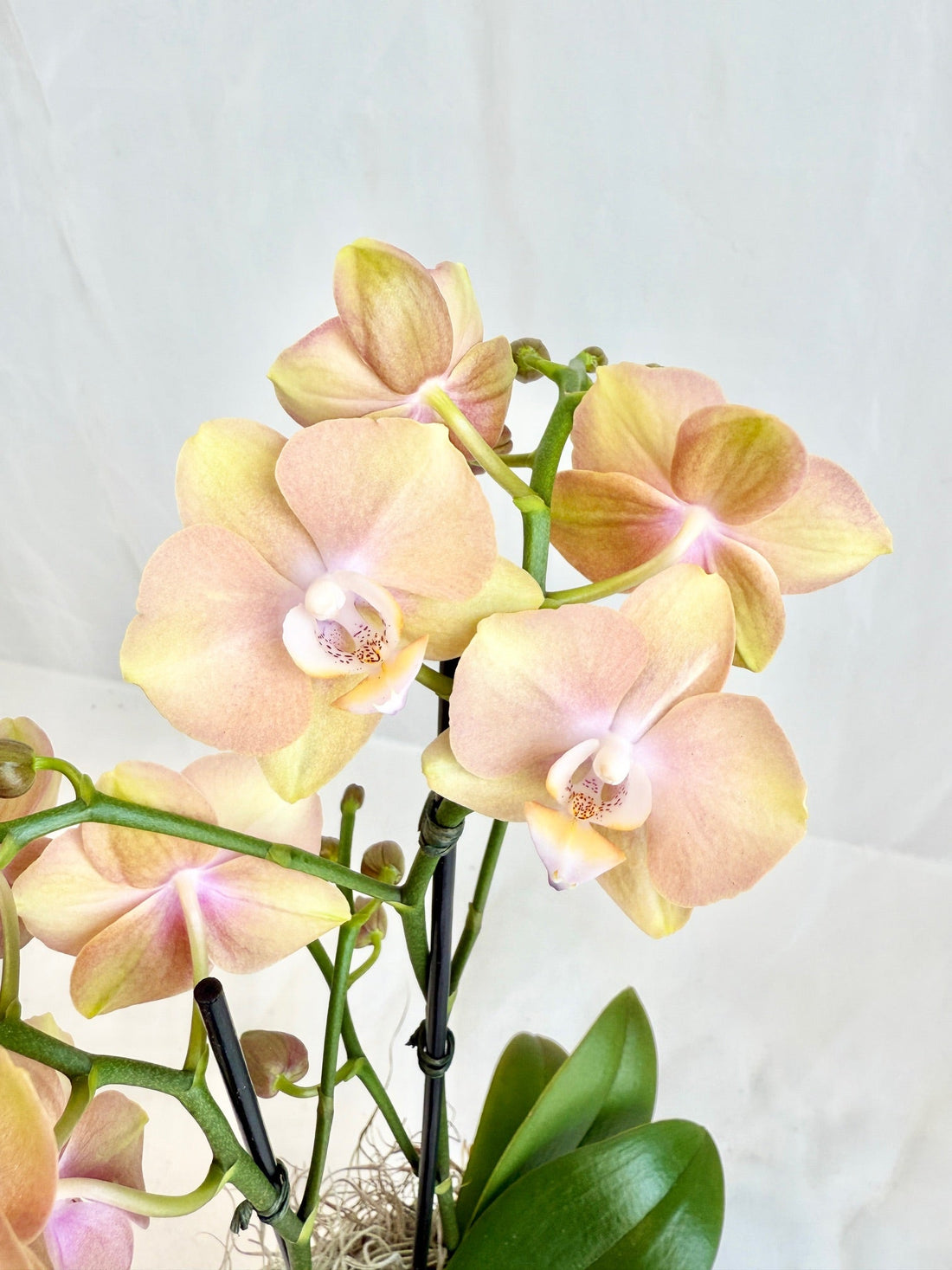 Be the Perfect Guest: Thoughtful Gift Ideas for a Summer Host