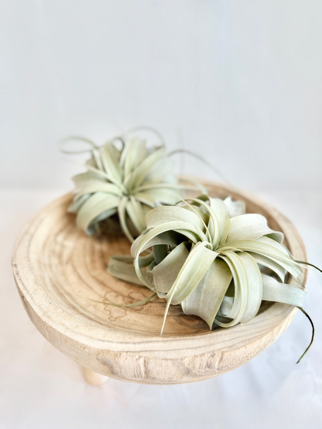 Blooms for Dad: Last Minute Father’s Day Gifts