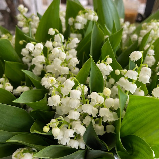 May’s Birth Flower - Lily of the Valley