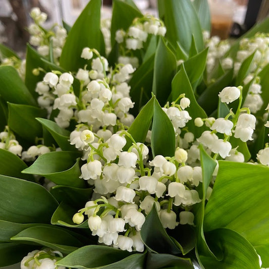 May’s Birth Flower - Lily of the Valley