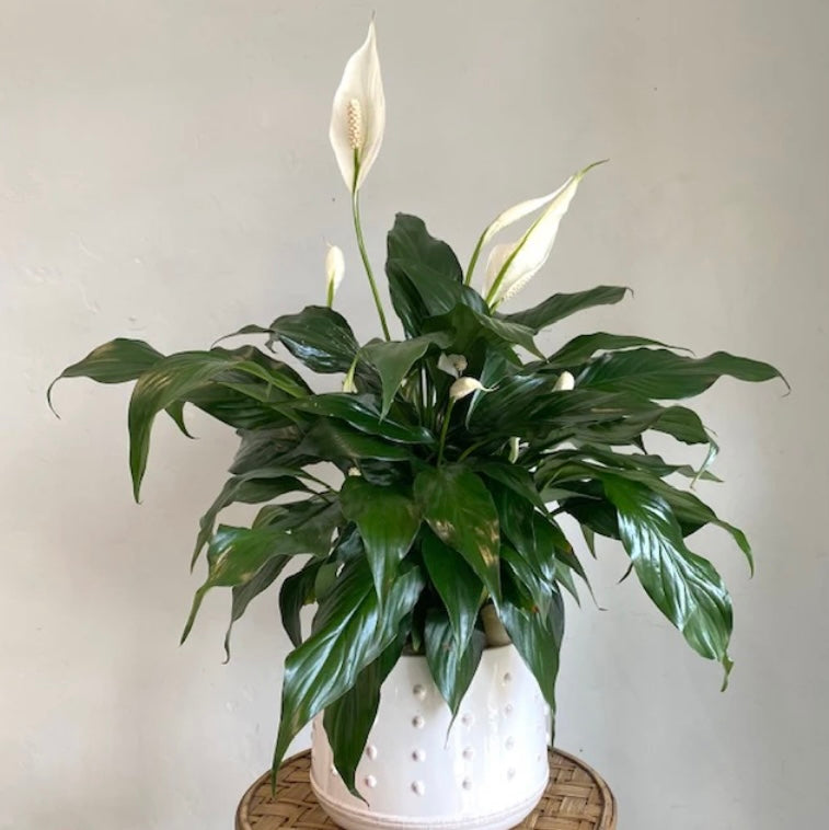 Spotlight On: Peace lily