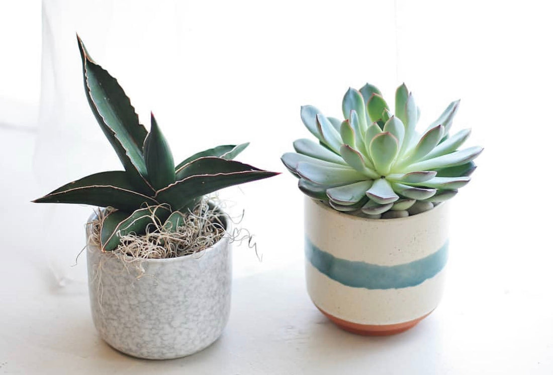 Caring for Your Cacti and Succulents