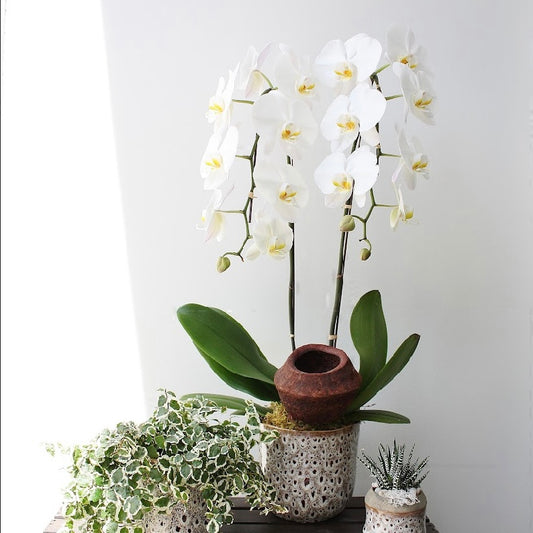 Spotlight On: Orchids