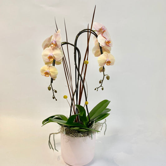 Peach Double Plant Orchid