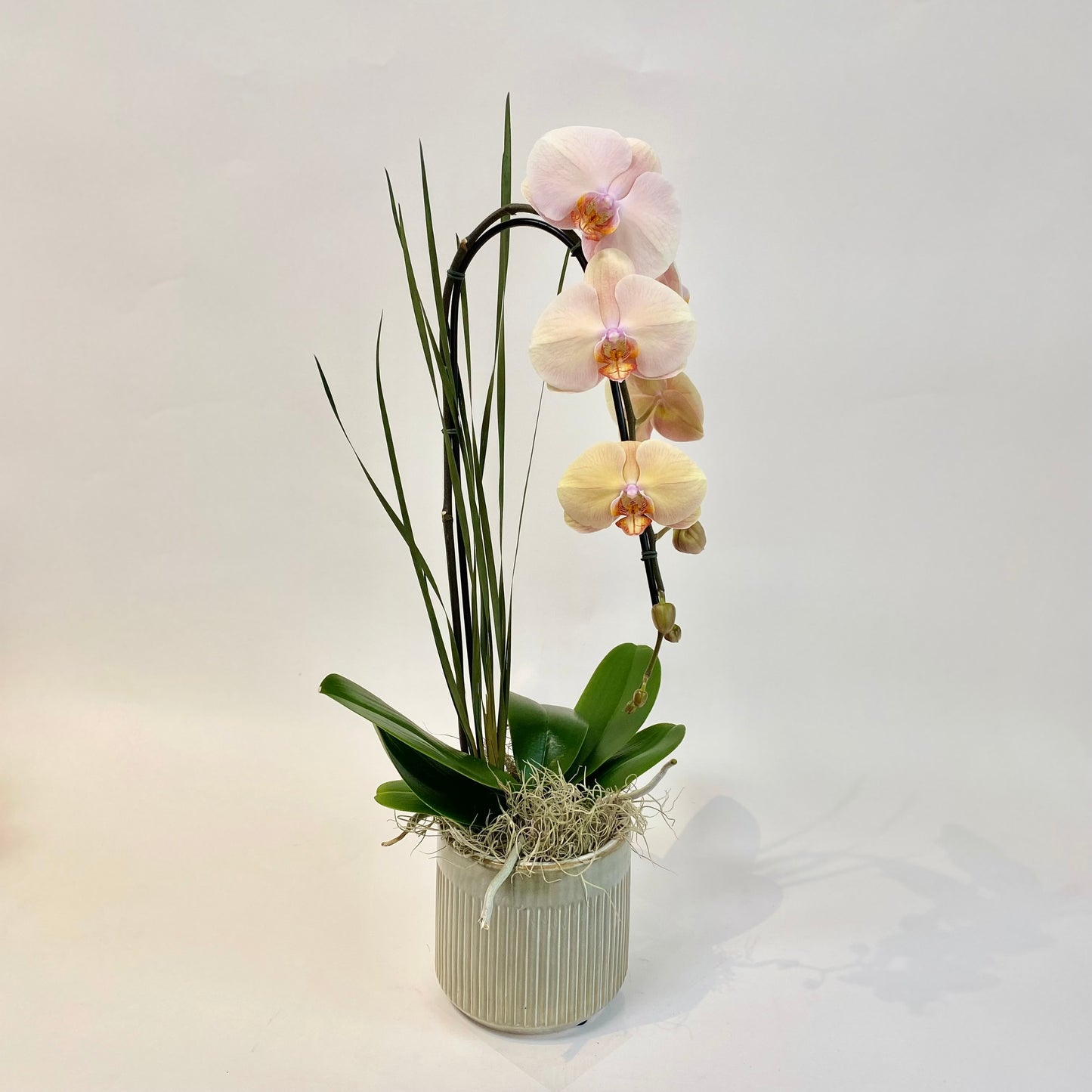 Peach Single Stem Orchid